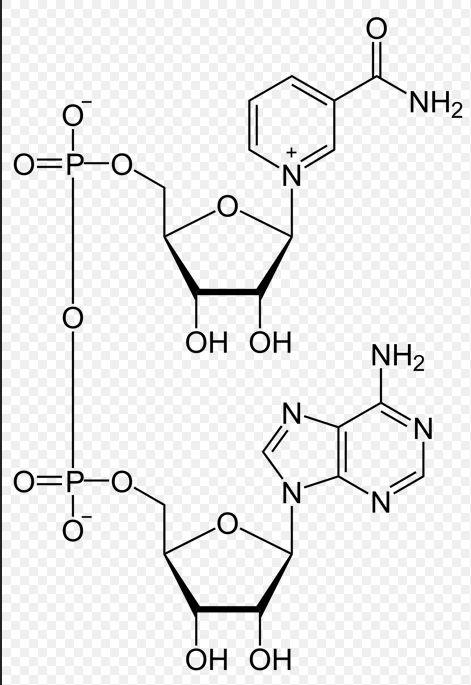 NAD+ -> NADH 과 Birch reaction