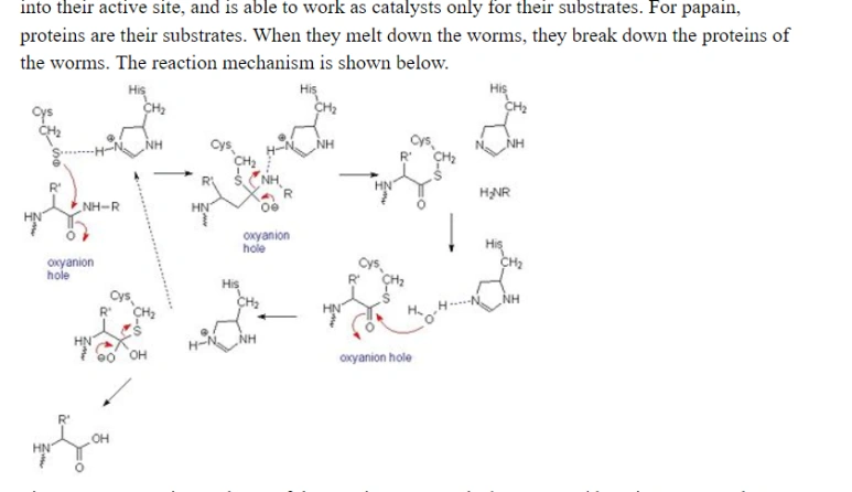 Image 3 accompanying How to Study IB Chemistry and Biology for a 7
